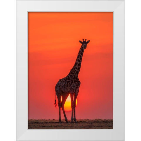 Sunset Giraffe White Modern Wood Framed Art Print by Zhao, Henry