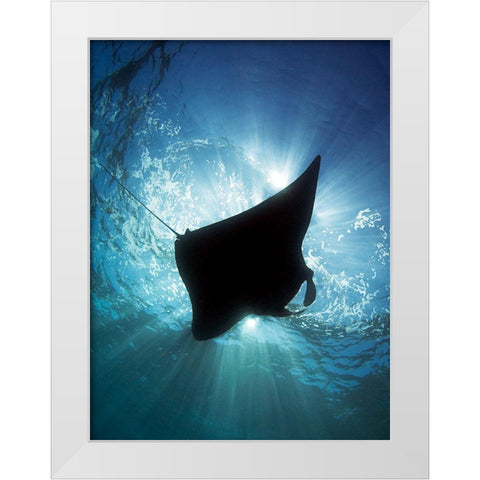 Manta Silhouette White Modern Wood Framed Art Print by Jager, Henry
