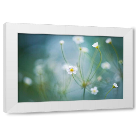 Rock Jasmine White Modern Wood Framed Art Print by Parker, Jacky