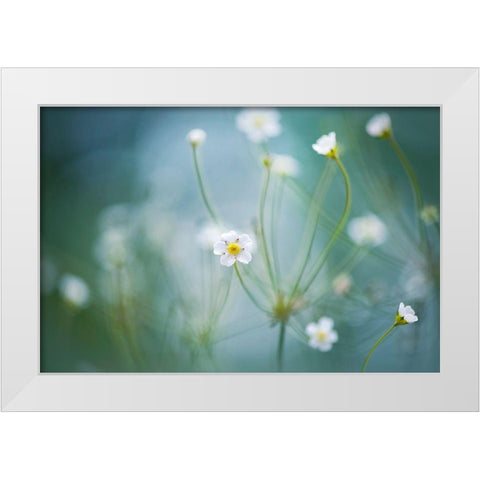 Rock Jasmine White Modern Wood Framed Art Print by Parker, Jacky