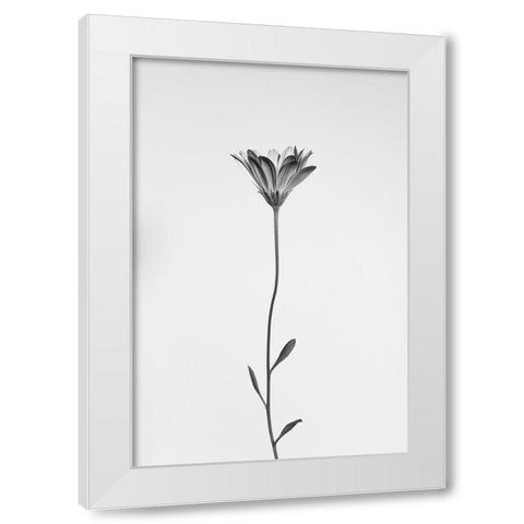 Daisy White Modern Wood Framed Art Print by Lagandre Transgressed, Thierry