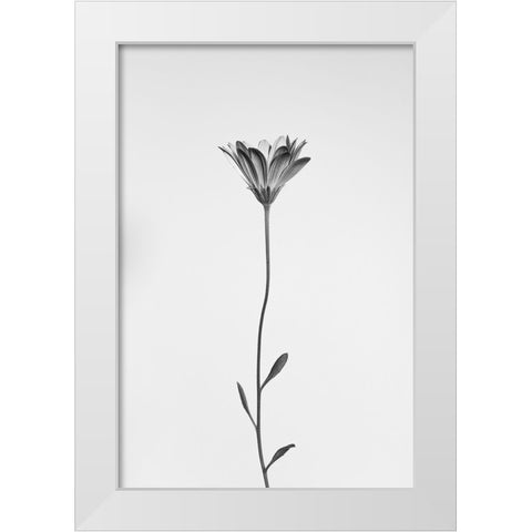Daisy White Modern Wood Framed Art Print by Lagandre Transgressed, Thierry
