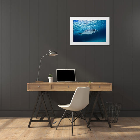 Manta Ray White Modern Wood Framed Art Print by Gabriel, Barathieu