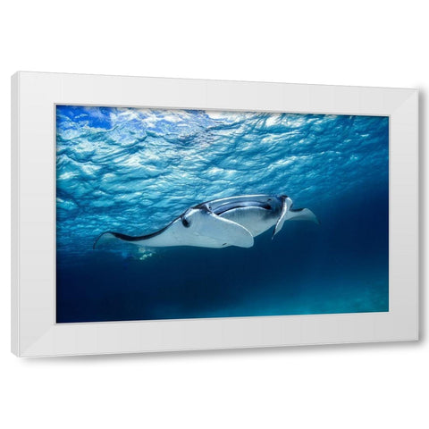 Manta Ray White Modern Wood Framed Art Print by Gabriel, Barathieu
