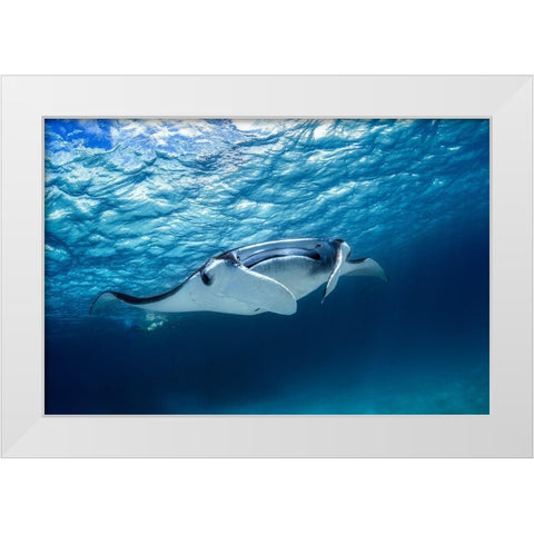 Manta Ray White Modern Wood Framed Art Print by Gabriel, Barathieu