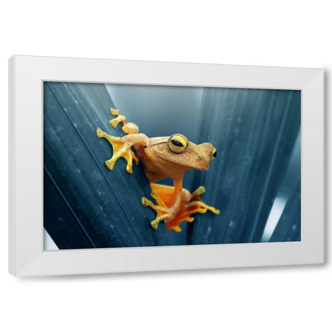 Frog - The Gold White Modern Wood Framed Art Print by Priyadi, Andri