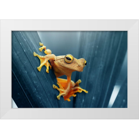 Frog - The Gold White Modern Wood Framed Art Print by Priyadi, Andri
