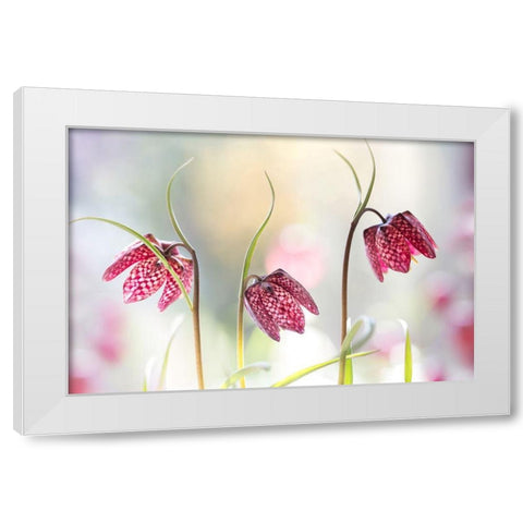 Snakes Head Fritillary White Modern Wood Framed Art Print by Disher, Mandy