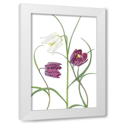 Snakes Head Fritillary White Modern Wood Framed Art Print by Disher, Mandy