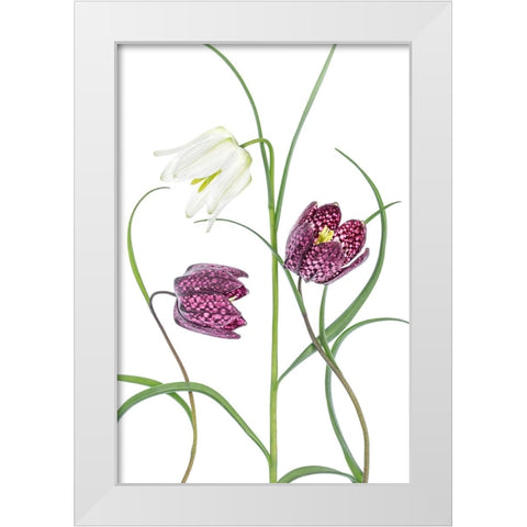 Snakes Head Fritillary White Modern Wood Framed Art Print by Disher, Mandy