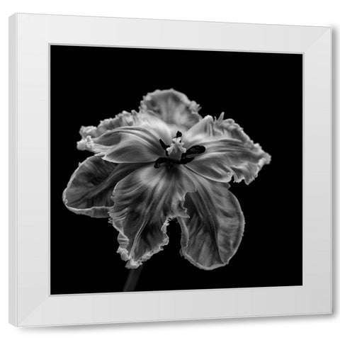 Parrot Tulip White Modern Wood Framed Art Print by Gronkjar, Lotte