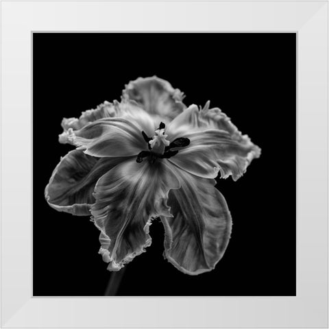 Parrot Tulip White Modern Wood Framed Art Print by Gronkjar, Lotte