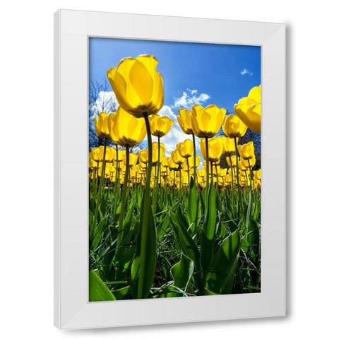 Tulipani White Modern Wood Framed Art Print by Ravasco, Lorenzo