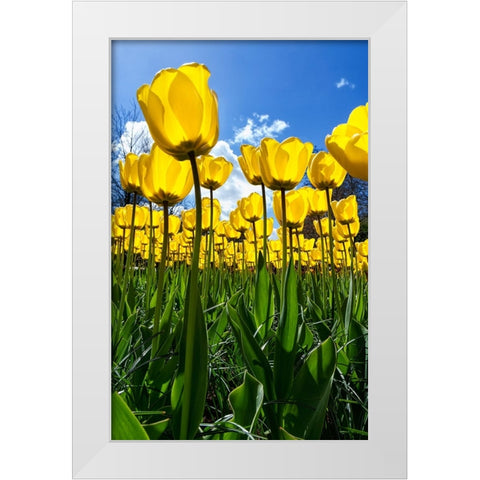 Tulipani White Modern Wood Framed Art Print by Ravasco, Lorenzo