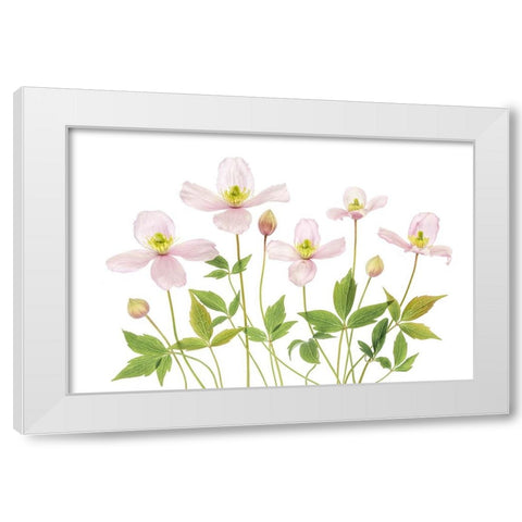 Clematis White Modern Wood Framed Art Print by Disher, Mandy