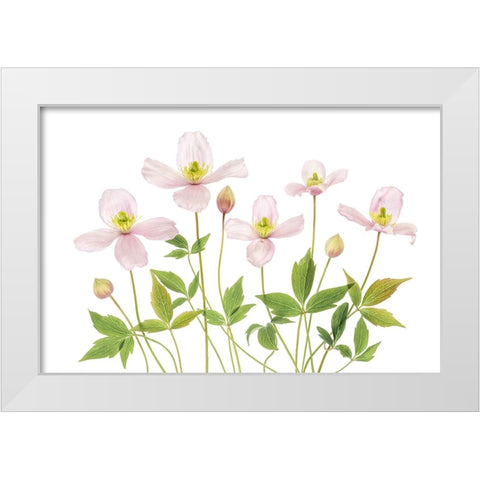Clematis White Modern Wood Framed Art Print by Disher, Mandy