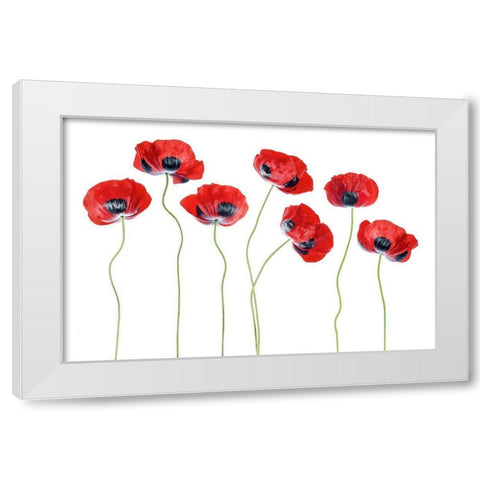Ladybird Poppies White Modern Wood Framed Art Print by Disher, Mandy
