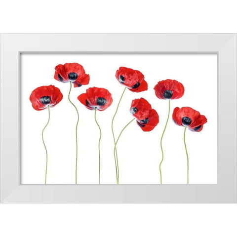Ladybird Poppies White Modern Wood Framed Art Print by Disher, Mandy