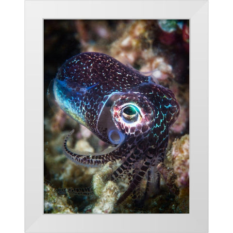 Baby Cuttlefish White Modern Wood Framed Art Print by Gabriel, Barathieu