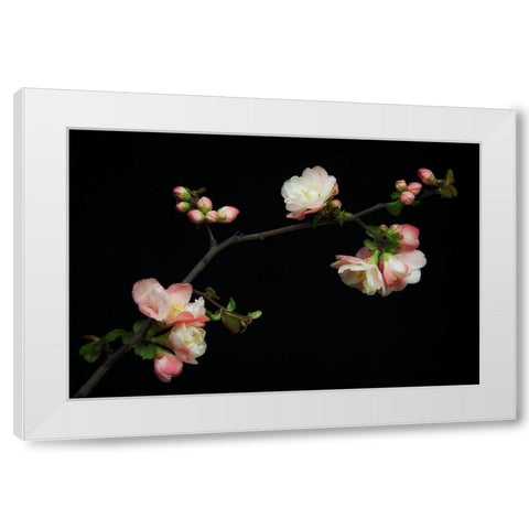 Manzano Silvestre En Flor White Modern Wood Framed Art Print by Rodriguez Maldonado, Antonio