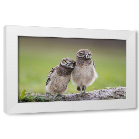 Friends White Modern Wood Framed Art Print by Barsh, Greg