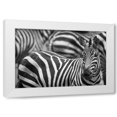 Stripes White Modern Wood Framed Art Print by Catta, Alessandro