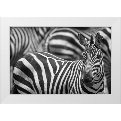Stripes White Modern Wood Framed Art Print by Catta, Alessandro