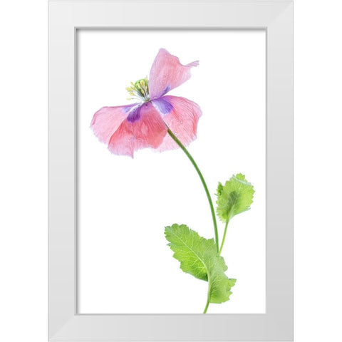 Poppy White Modern Wood Framed Art Print by Disher, Mandy