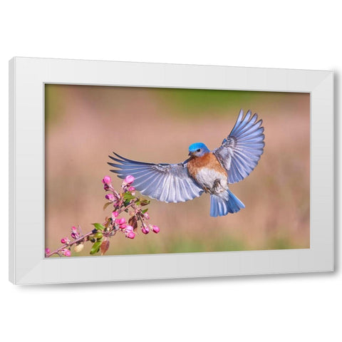 Colorful Spring White Modern Wood Framed Art Print by Luo, Jim