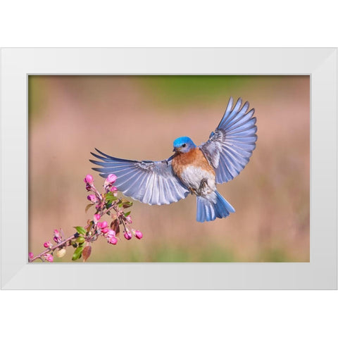 Colorful Spring White Modern Wood Framed Art Print by Luo, Jim