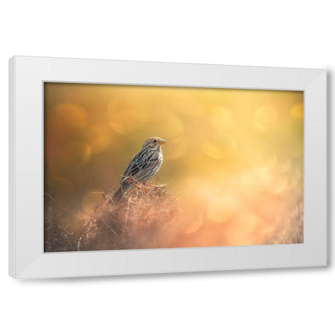 Lost In Bokeh White Modern Wood Framed Art Print by Pezeshki, Sina