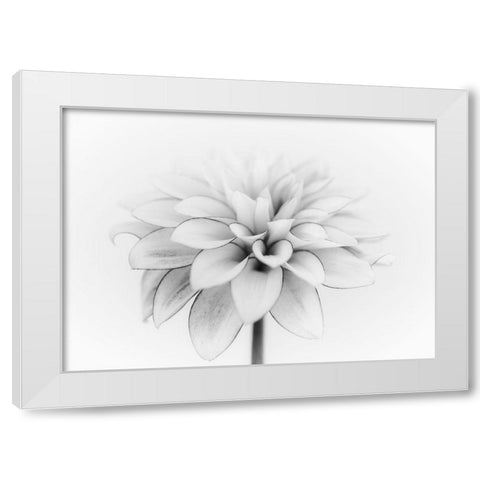 White Dahlia White Modern Wood Framed Art Print by Gronkjar, Lotte