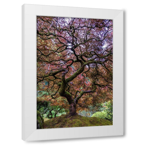Japanese Maple Tree White Modern Wood Framed Art Print by Centioli, Mike