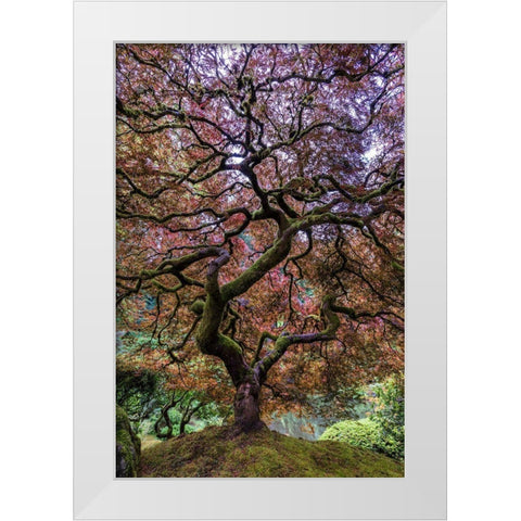 Japanese Maple Tree White Modern Wood Framed Art Print by Centioli, Mike