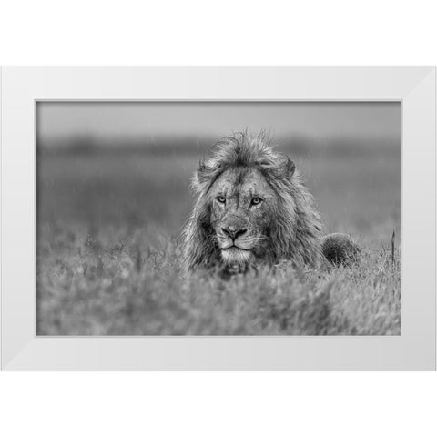 Lion White Modern Wood Framed Art Print by Damico, Giuseppe