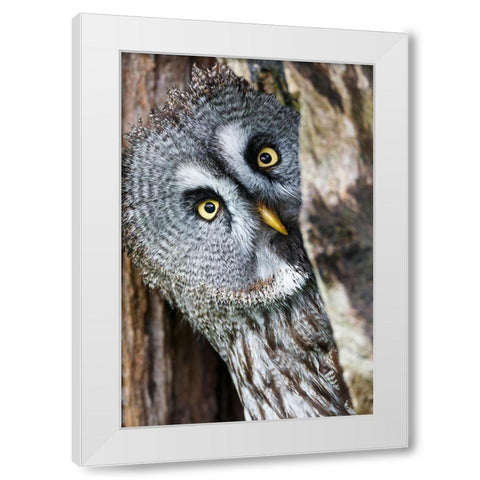 Whos There White Modern Wood Framed Art Print by Concepcion Alvarado, Jesus