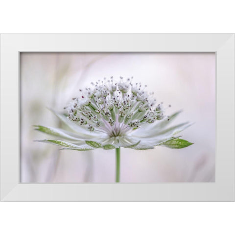 Astrantia White Modern Wood Framed Art Print by Disher, Mandy