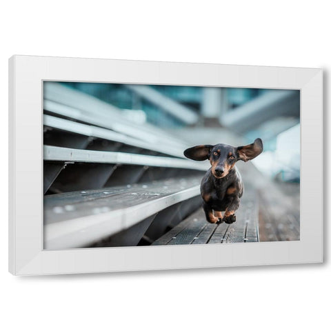 Ein Kleiner Hund Lacuft Durch Die Welt.... White Modern Wood Framed Art Print by Willers, Heike