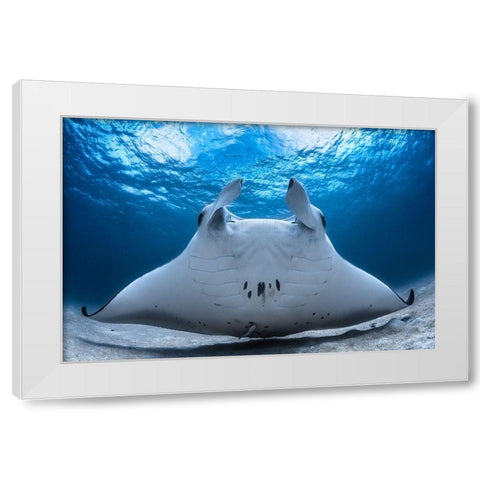 Take Off / Manta Airline White Modern Wood Framed Art Print by Gabriel, Barathieu
