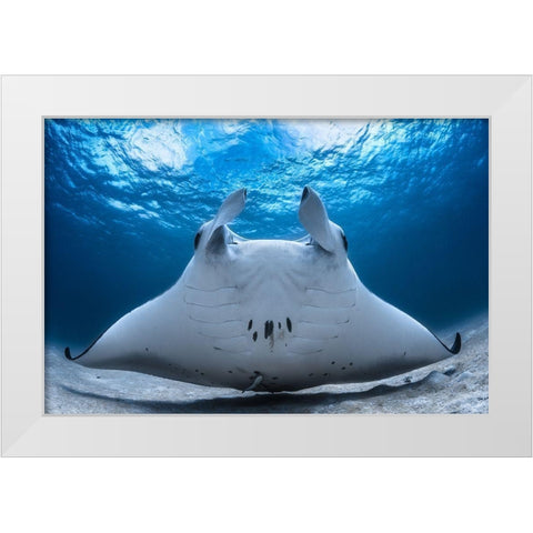 Take Off / Manta Airline White Modern Wood Framed Art Print by Gabriel, Barathieu