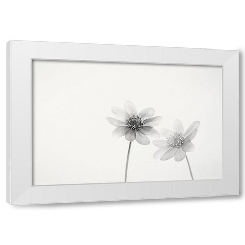 Two Small Flowers White Modern Wood Framed Art Print by Gronkjar, Lotte