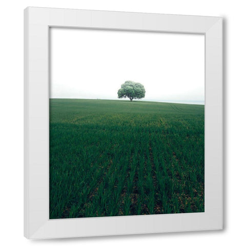 The Lonely Oak Tree White Modern Wood Framed Art Print by Lindsten, Christian