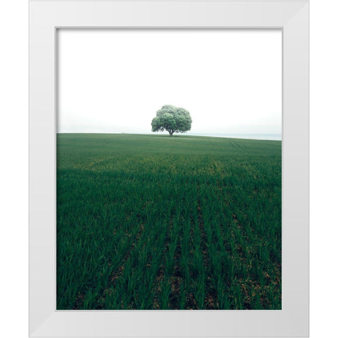 The Lonely Oak Tree White Modern Wood Framed Art Print by Lindsten, Christian