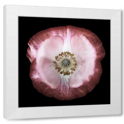 One Of Many Poppies White Modern Wood Framed Art Print by Gronkjar, Lotte