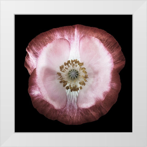 One Of Many Poppies White Modern Wood Framed Art Print by Gronkjar, Lotte