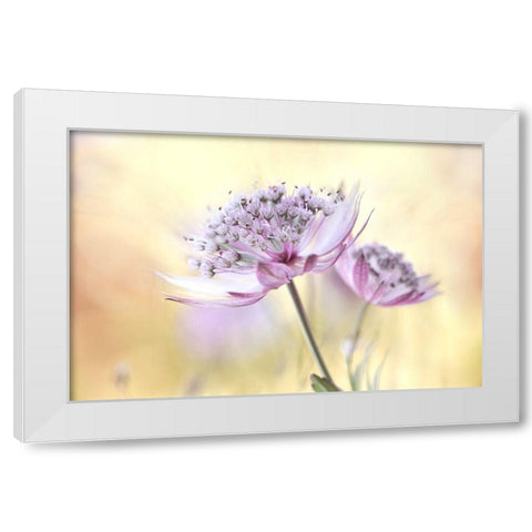 Pink Astrantia White Modern Wood Framed Art Print by Disher, Mandy