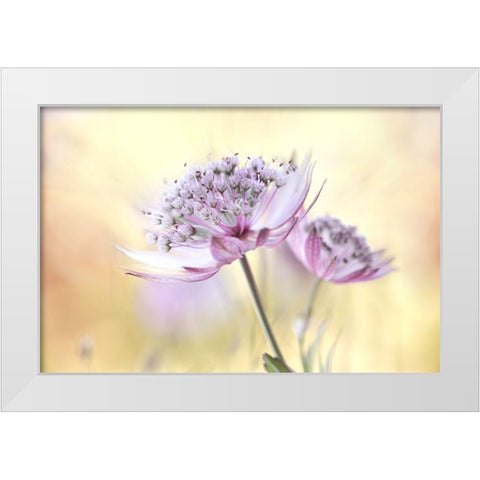 Pink Astrantia White Modern Wood Framed Art Print by Disher, Mandy