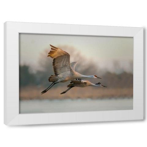 Together White Modern Wood Framed Art Print by Feng, Young