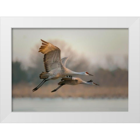 Together White Modern Wood Framed Art Print by Feng, Young