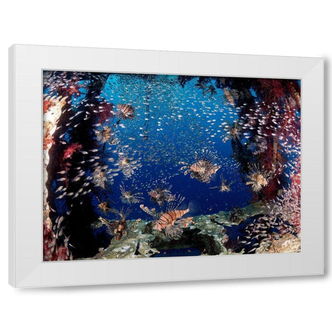 Lionfish Party White Modern Wood Framed Art Print by Ben Tov, Ilan